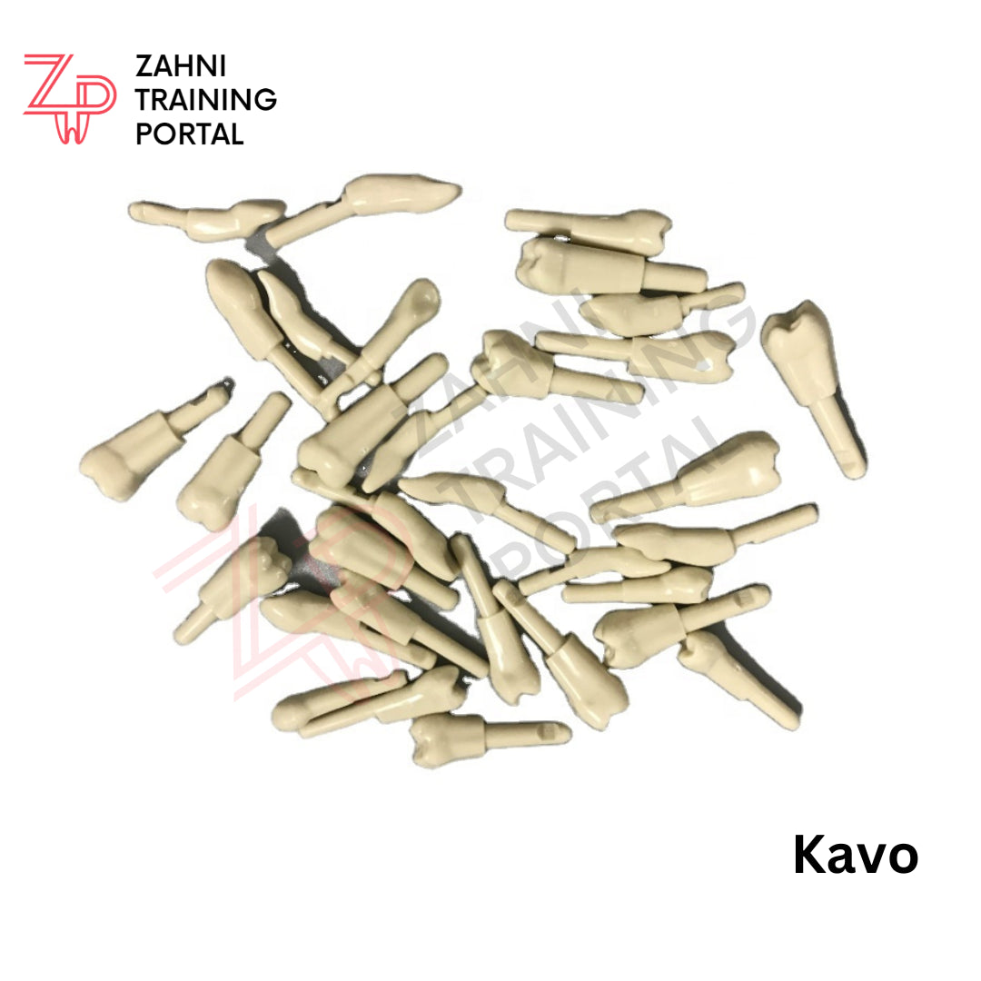 Kavo Modell Zähne