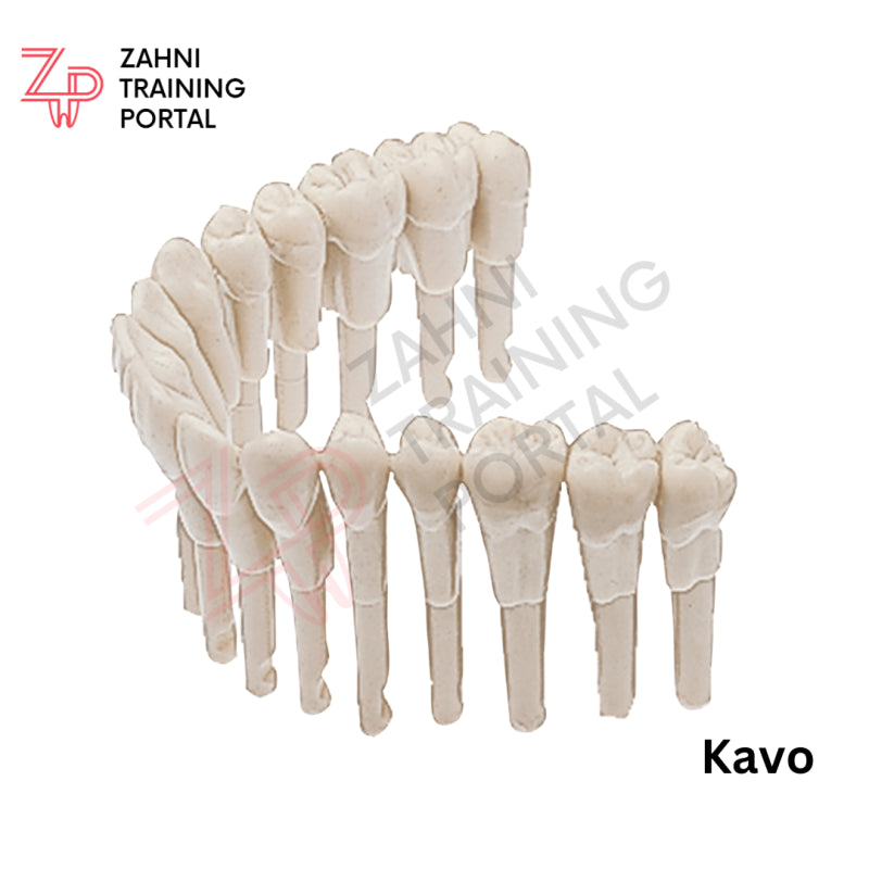 Kavo Modell Zähne